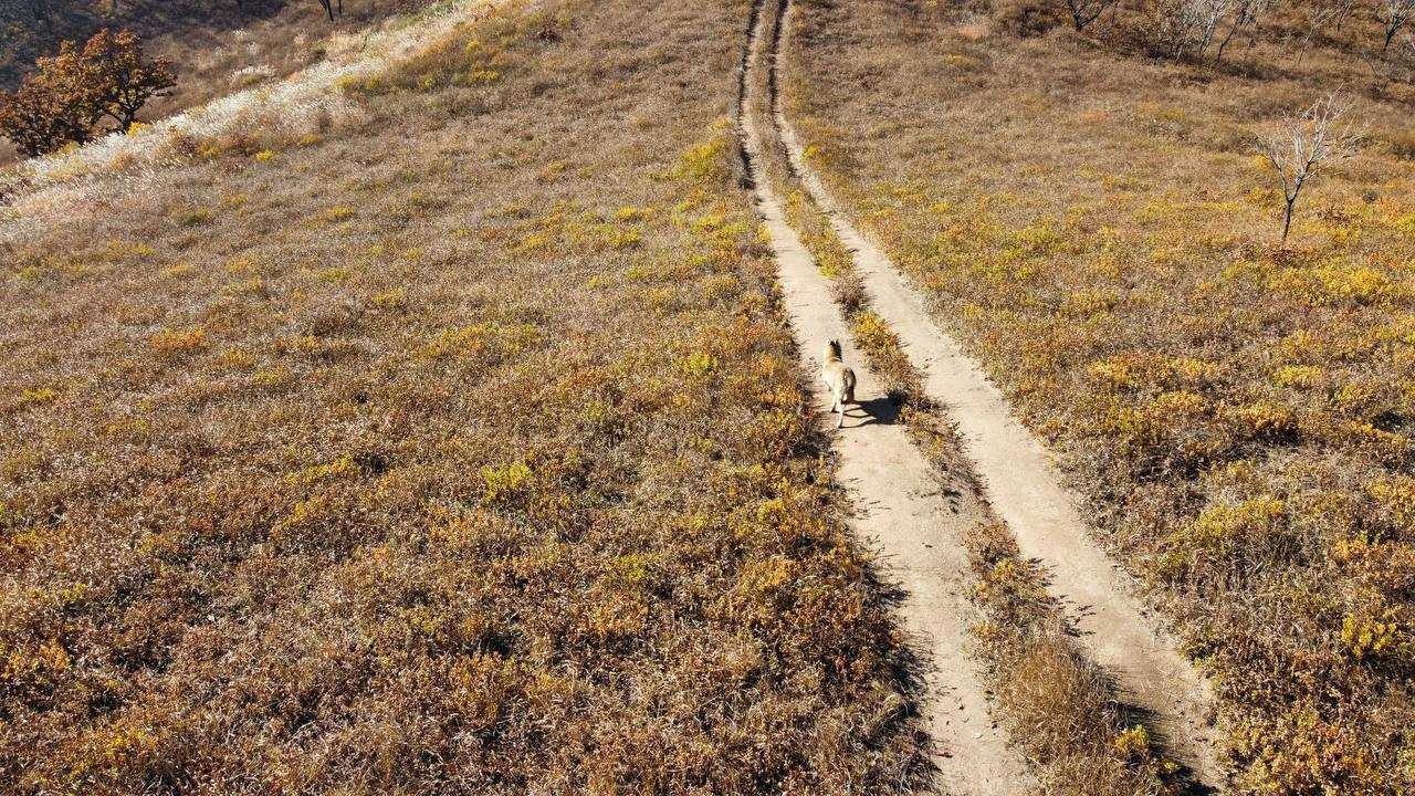 Прогулка волка по просёлочной дороге. Фото: национальный парк 