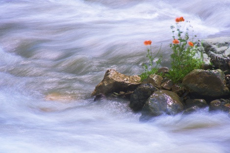 Flowering poppies on a small island in the middle of a mountain river. North Ossetia. June of 2015. Photo by Anton Agarkov