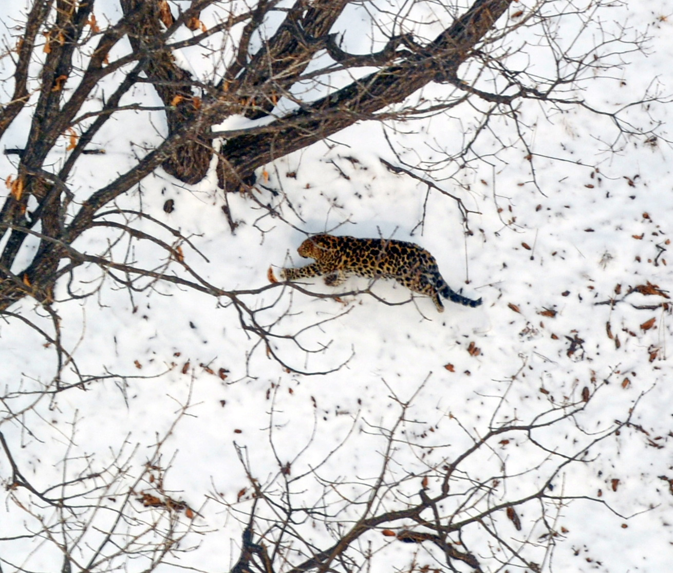 Дальневосточный леопард, попавший в объектив камеры. Фото: национальный парк 