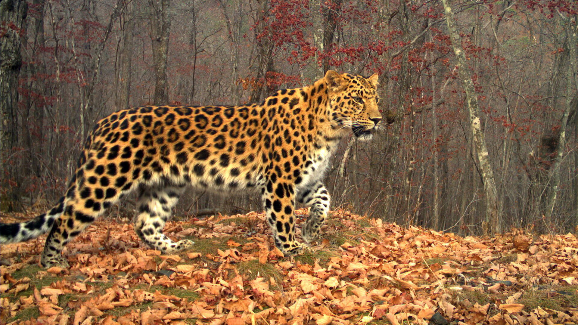 Дальневосточный леопард - Проект РГО