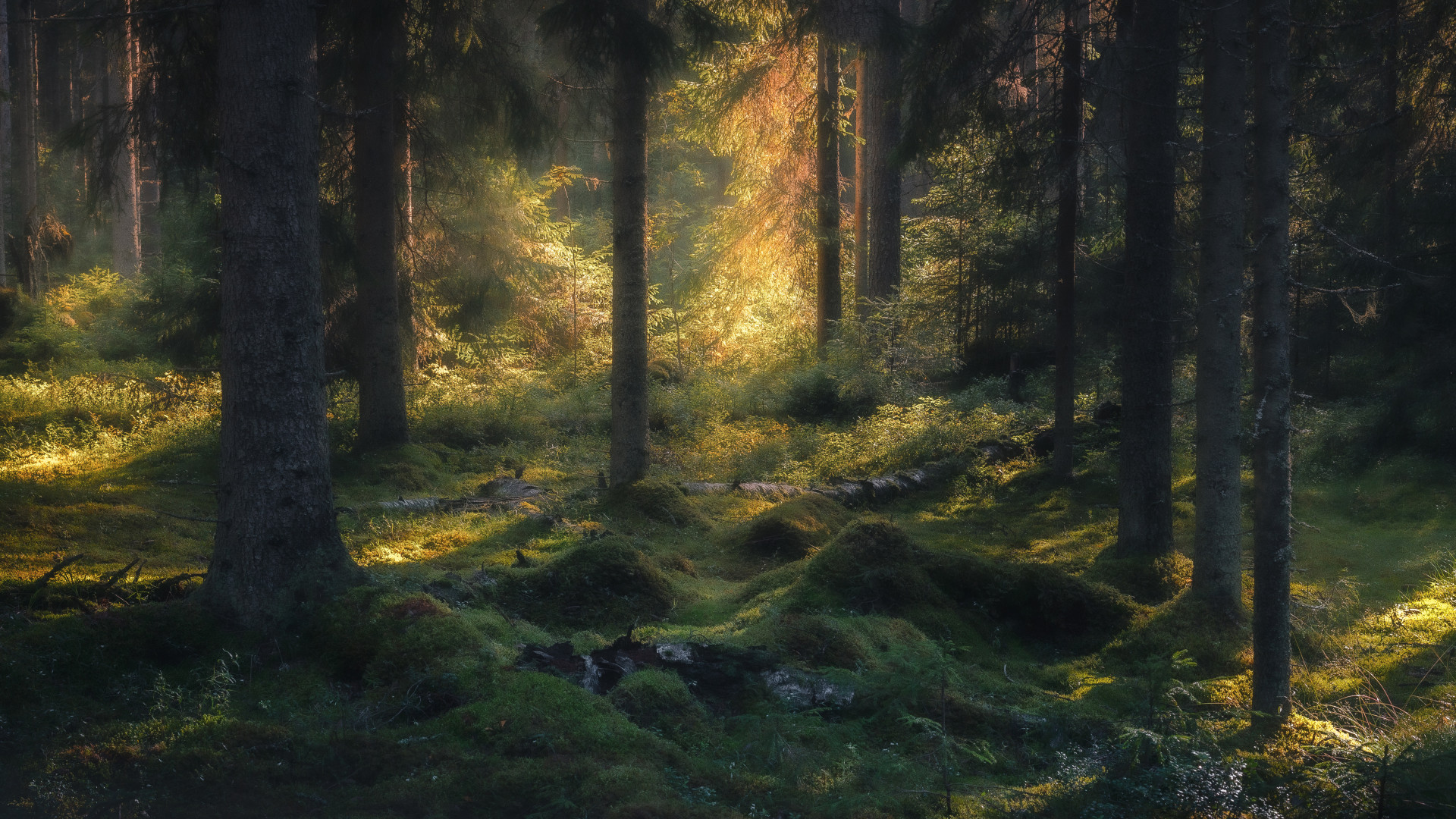 Таинственный лес. Фото: Даниил Силантьев, участник фотоконкурса РГО «Самая красивая страна»