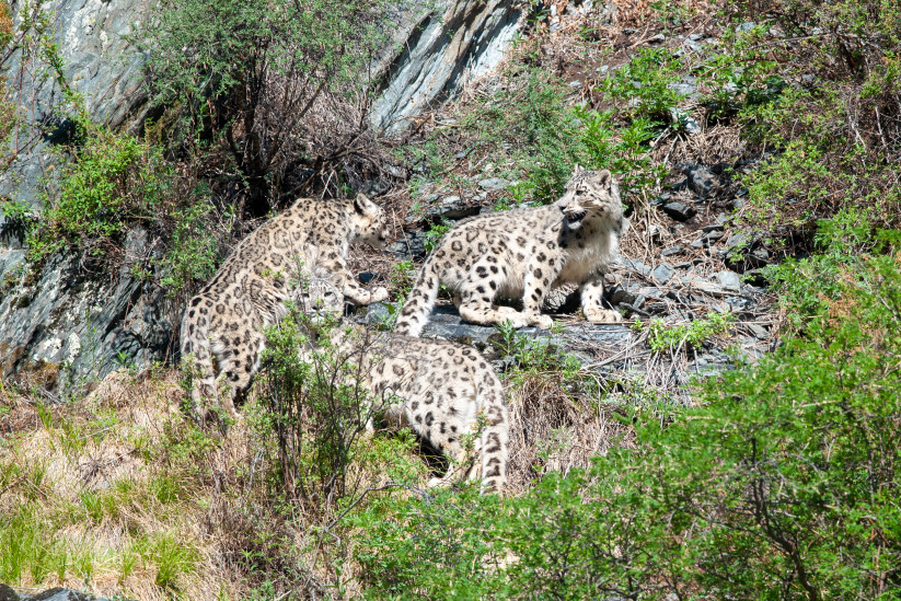 Семья ирбисов в Саяно-Шушенском заповеднике. Фото: Роман Афанасьев, участник фотоконкурса РГО «Самая красивая страна»