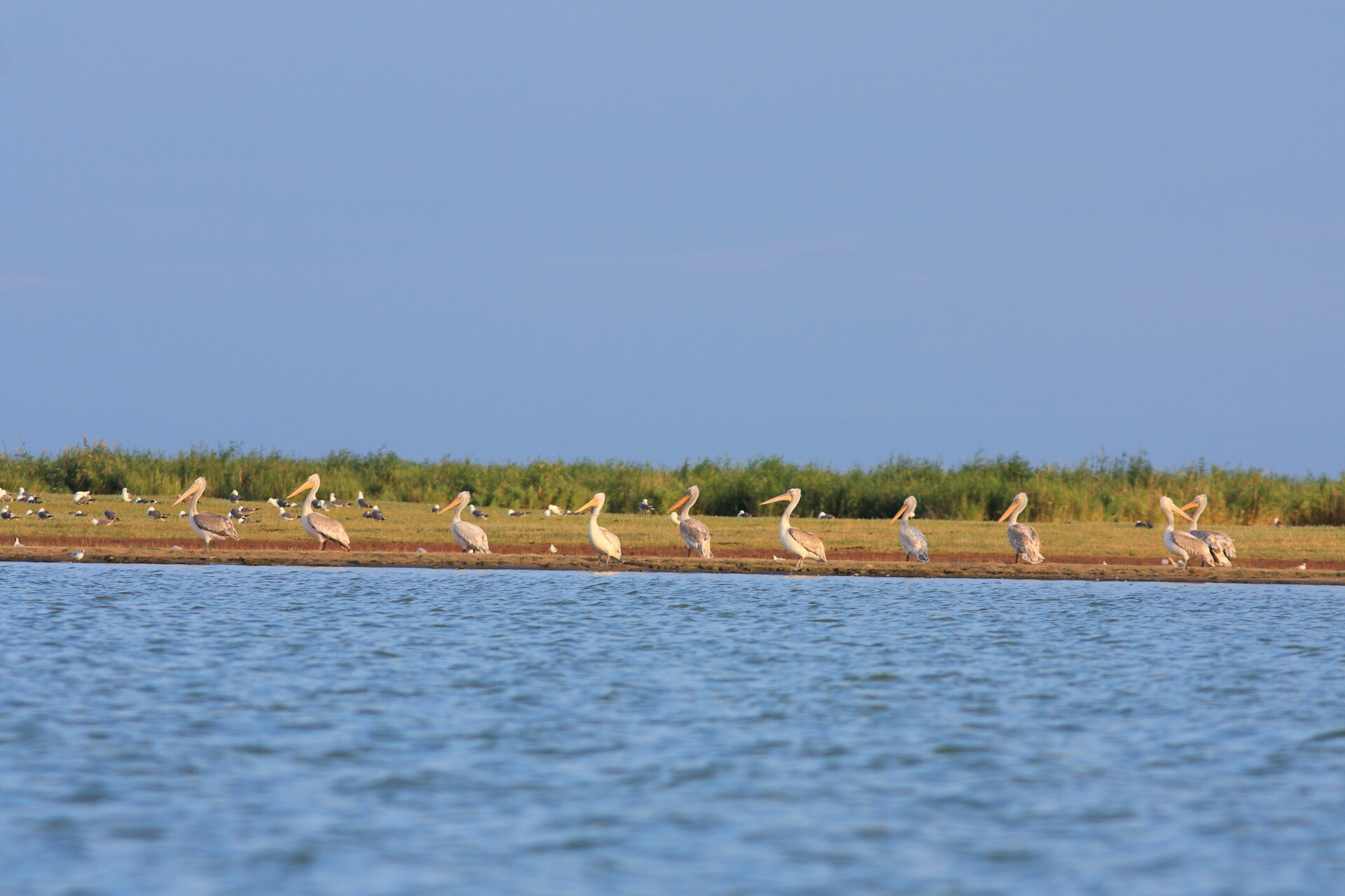 Пеликаны на озере Чаны в Новосибирской области. Фото: Александр Баранов, участник конкурса РГО 