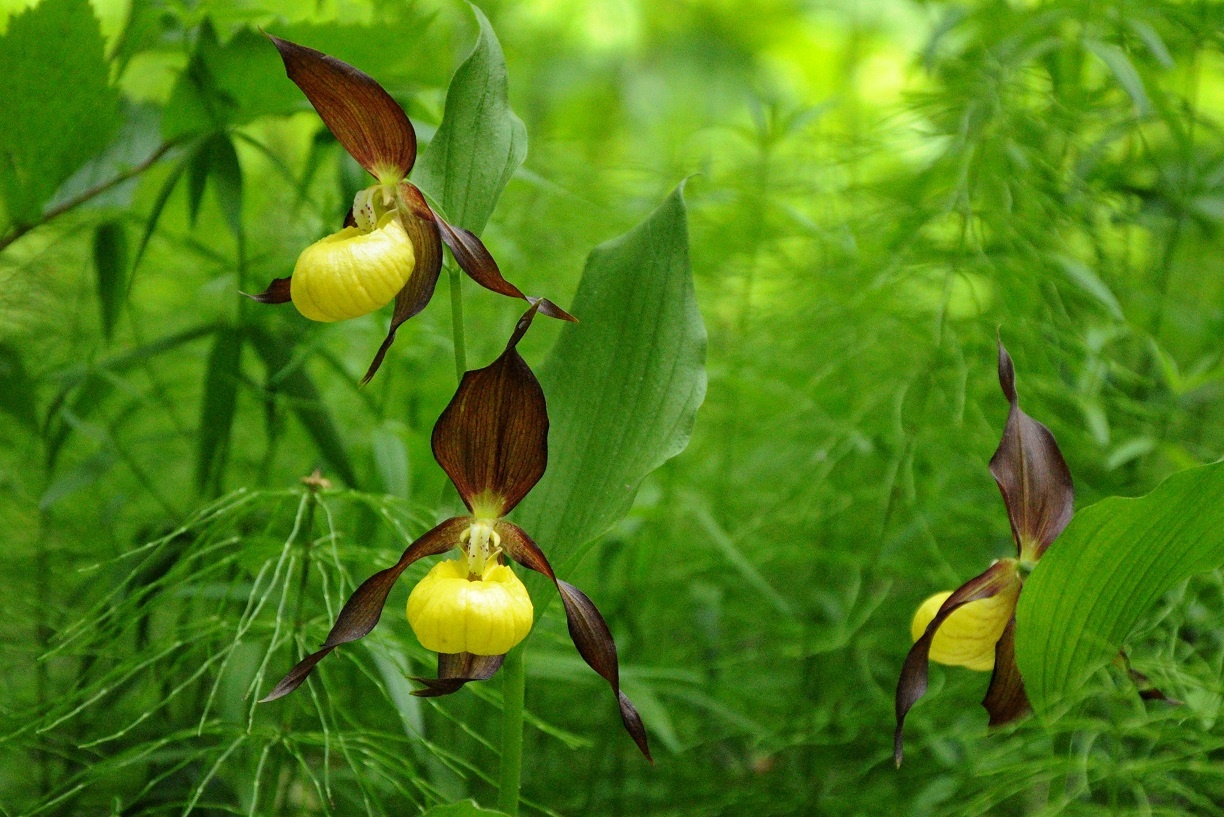 Венерин башмачок настоящий – один из видов сибирских орхидей. Фотография: Николай Нехорошев