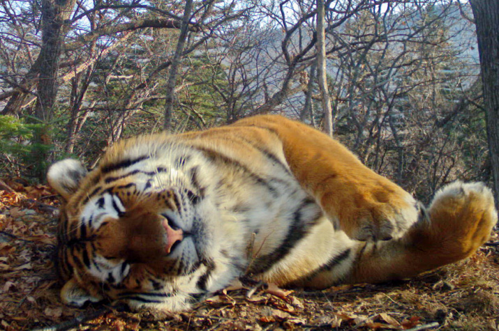 Тигр, уснувший перед фотоловушкой. Фото: отдел науки национального парка 
