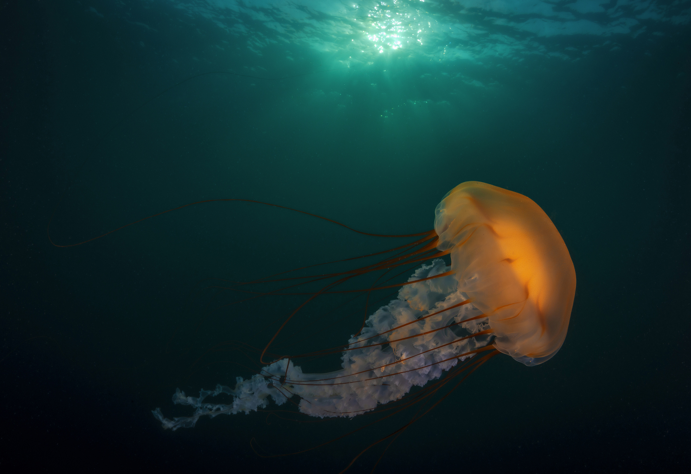 Компасная медуза. Фото: Андрей Шпатак, участник фотоконкурса РГО 