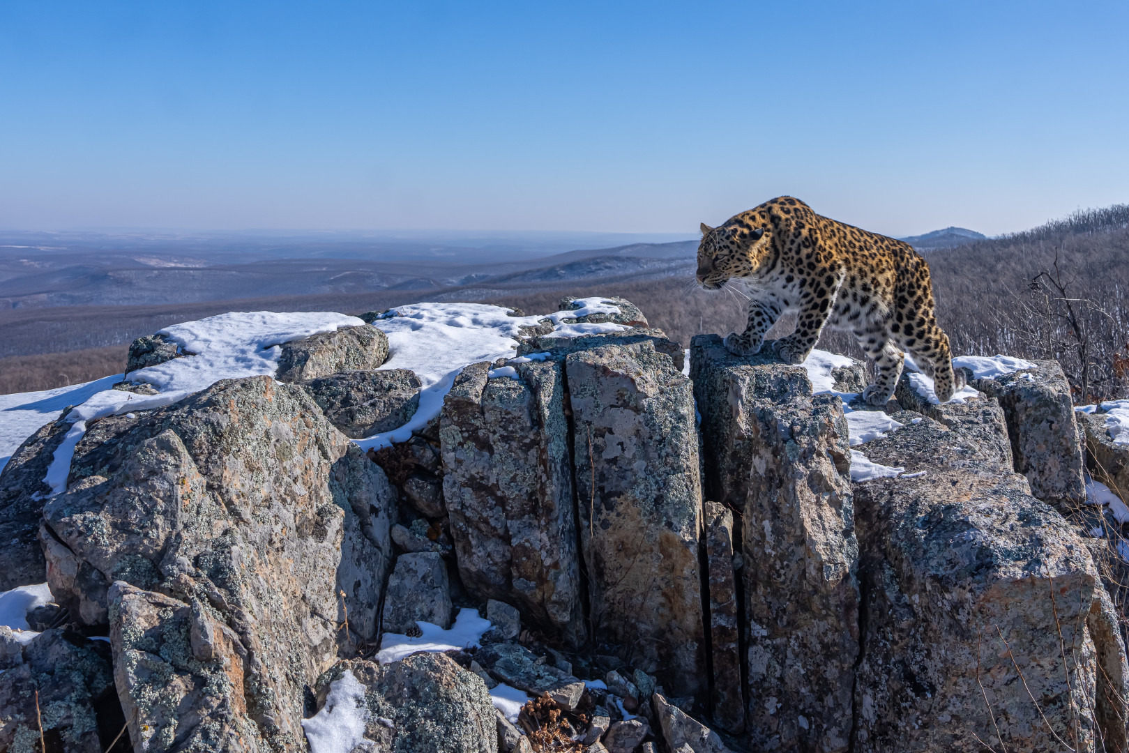 During the first RGS Festival, the Far Eastern leopard got its name. Photo: Viktor Storozhuk, participant of the photo contest of the RGS "The Most Beautiful Country"