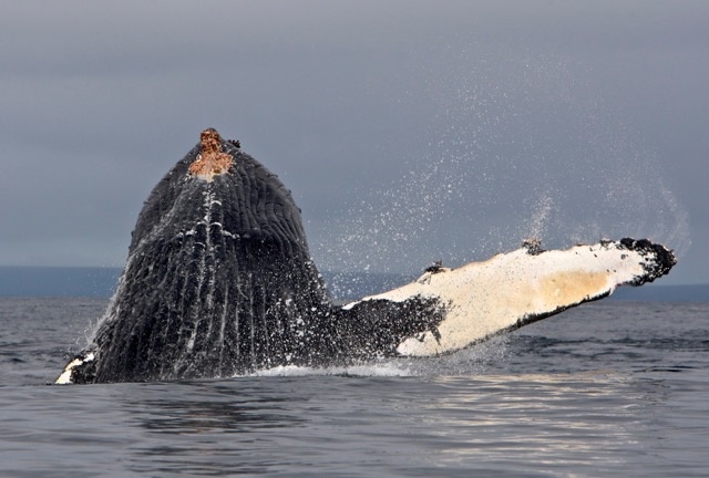 Горбатый кит, о. Беринга, 2012 г. Фото: Александр Бурдин