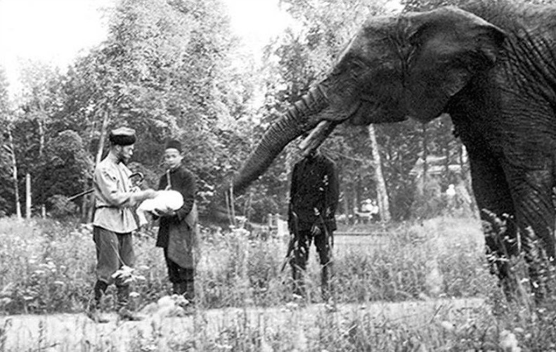 Николай II и слон в Царском Селе Фото: энциклопедия Царского Села