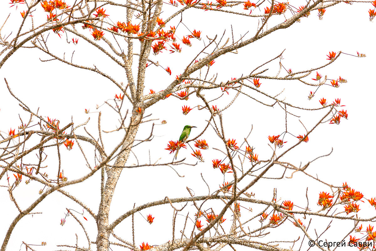 Фото: Сергей Савви