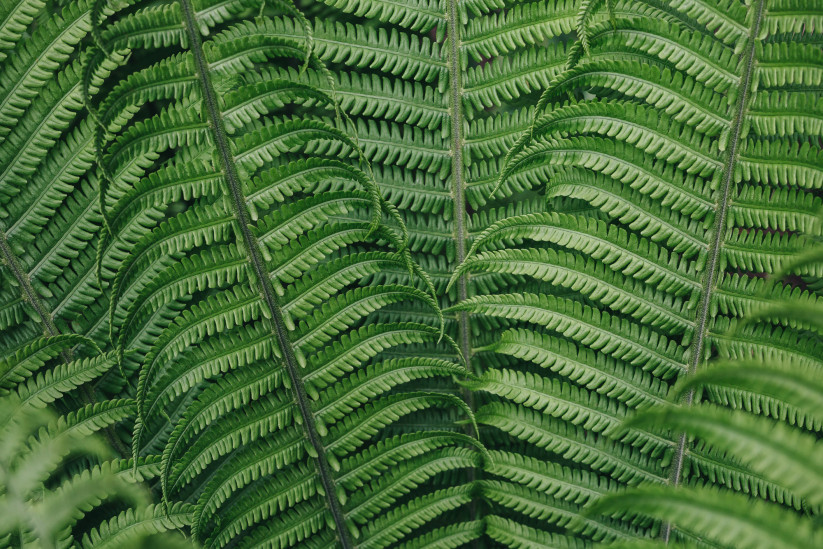 Перистые листья папоротника. Фото: Алексей Нечаев, участник конкурса РГО «Самая красивая страна»