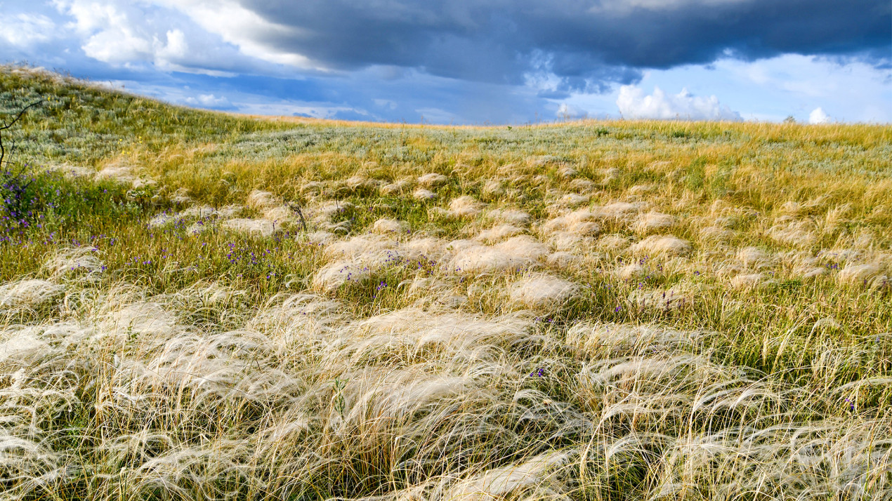 Ковыльная степь. Запорожская область. Фото: Александр Чибилев