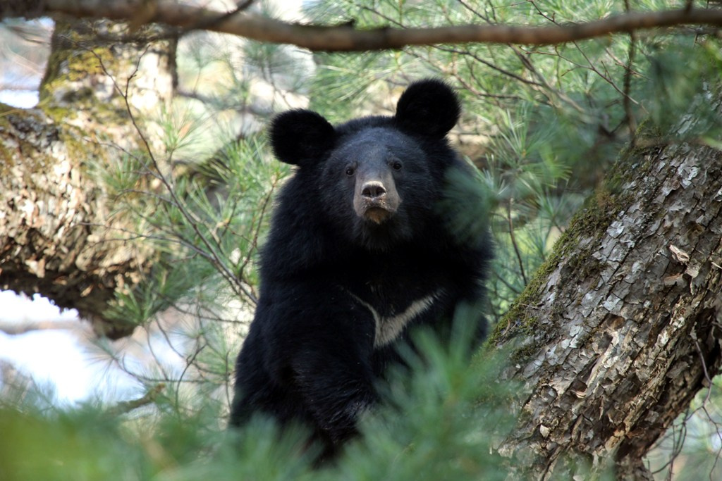 Гималайский медведь в лесу. Фото: Сергей Колчин