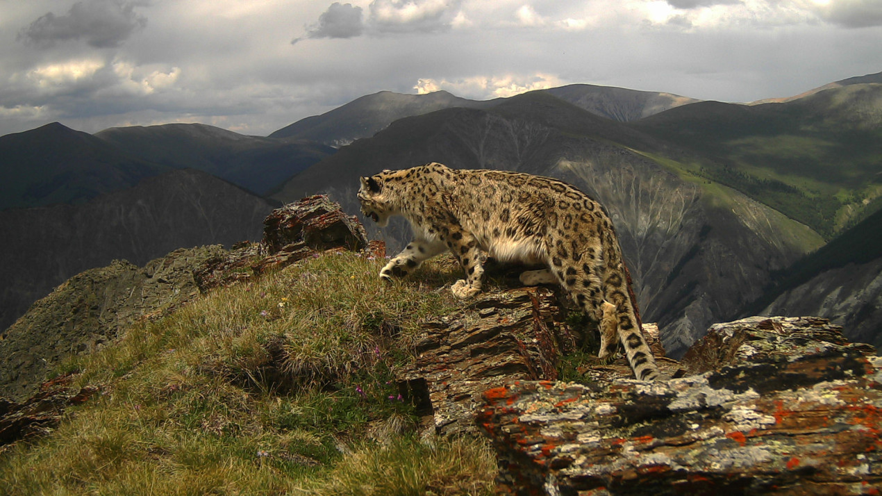 Ирбисам нужно спокойное и удаленное от людей место. Фото: Валентина Зяблицкая, участник конкурса РГО «Самая красивая страна»