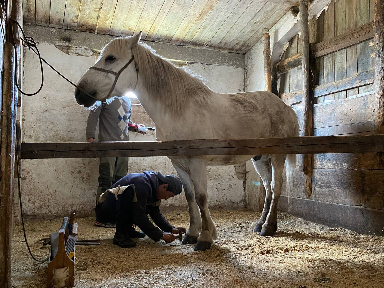 Вовремя подковать лошадь - важное дело.  Фото: Telegram-канал 