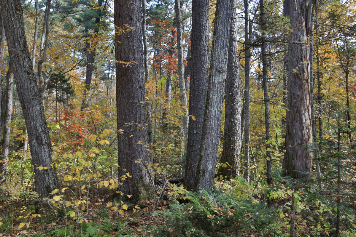 Могучие корейские кедры – яркие представители уссурийской тайги. Фото: В. Горбатовский