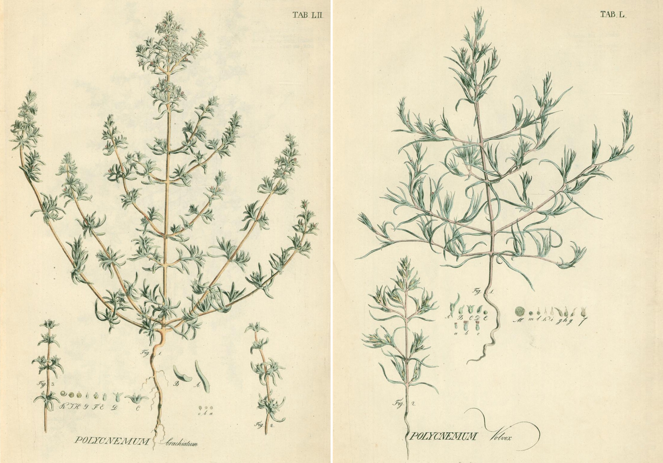Pallas, P.S., Illustrationes plantarum (1803-1806). Фото: wikipedia.org