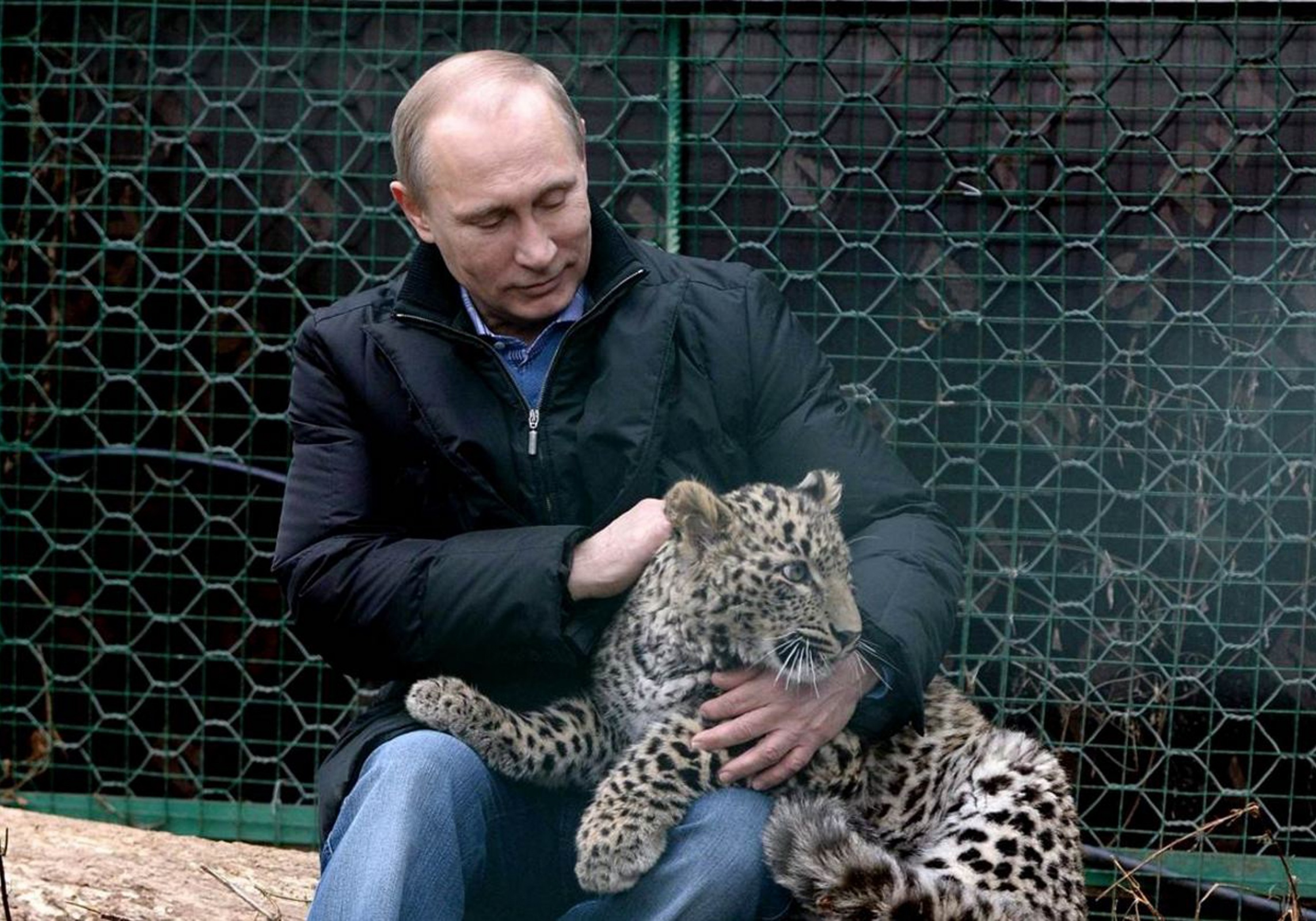 Посещение В.В. Путиным Сочинского центра разведения переднеазиатского леопарда. Фото предоставлено Дагестанским республиканским отделением РГО (источник: fotki.yandex.ru)