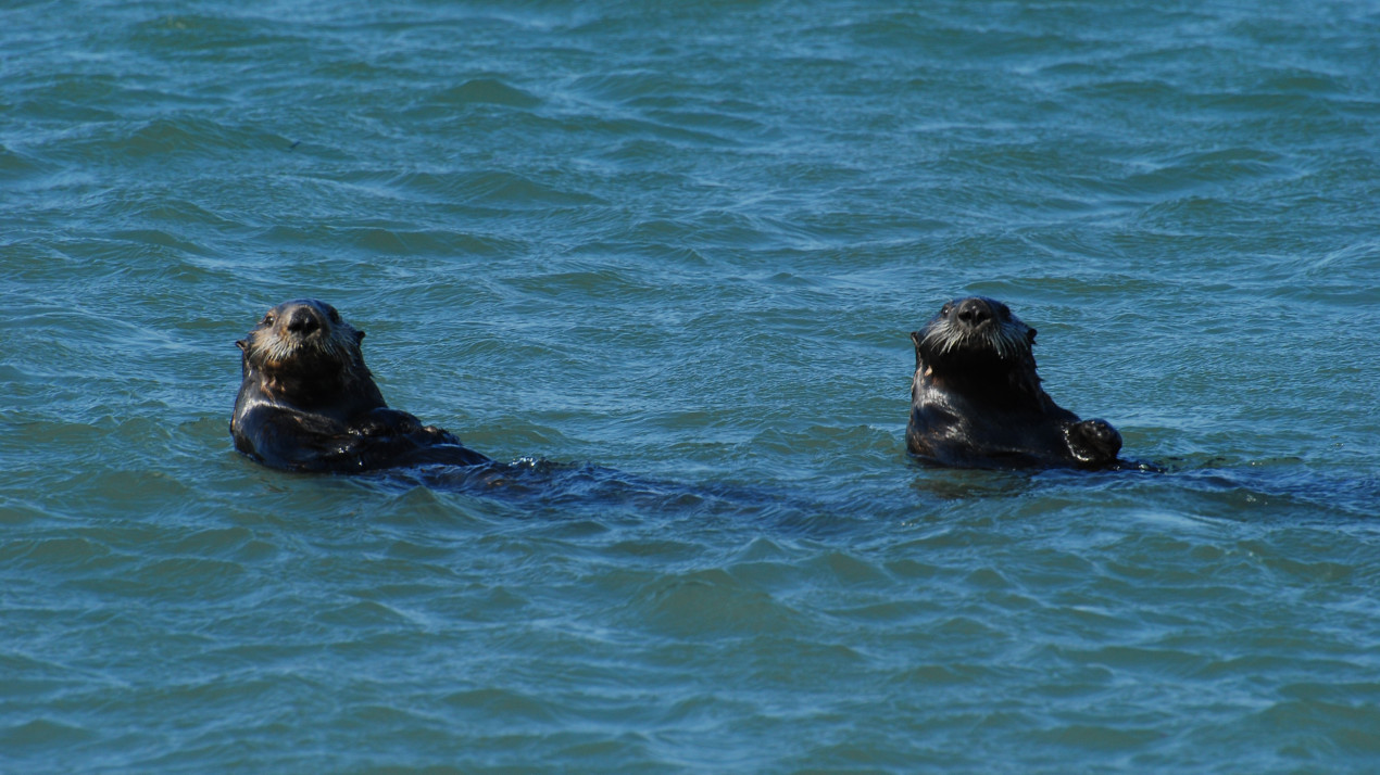 Каланы под охраной заказника «Малые Курилы». Фото: Игорь Самарин