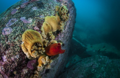 Anemones and sea squirts