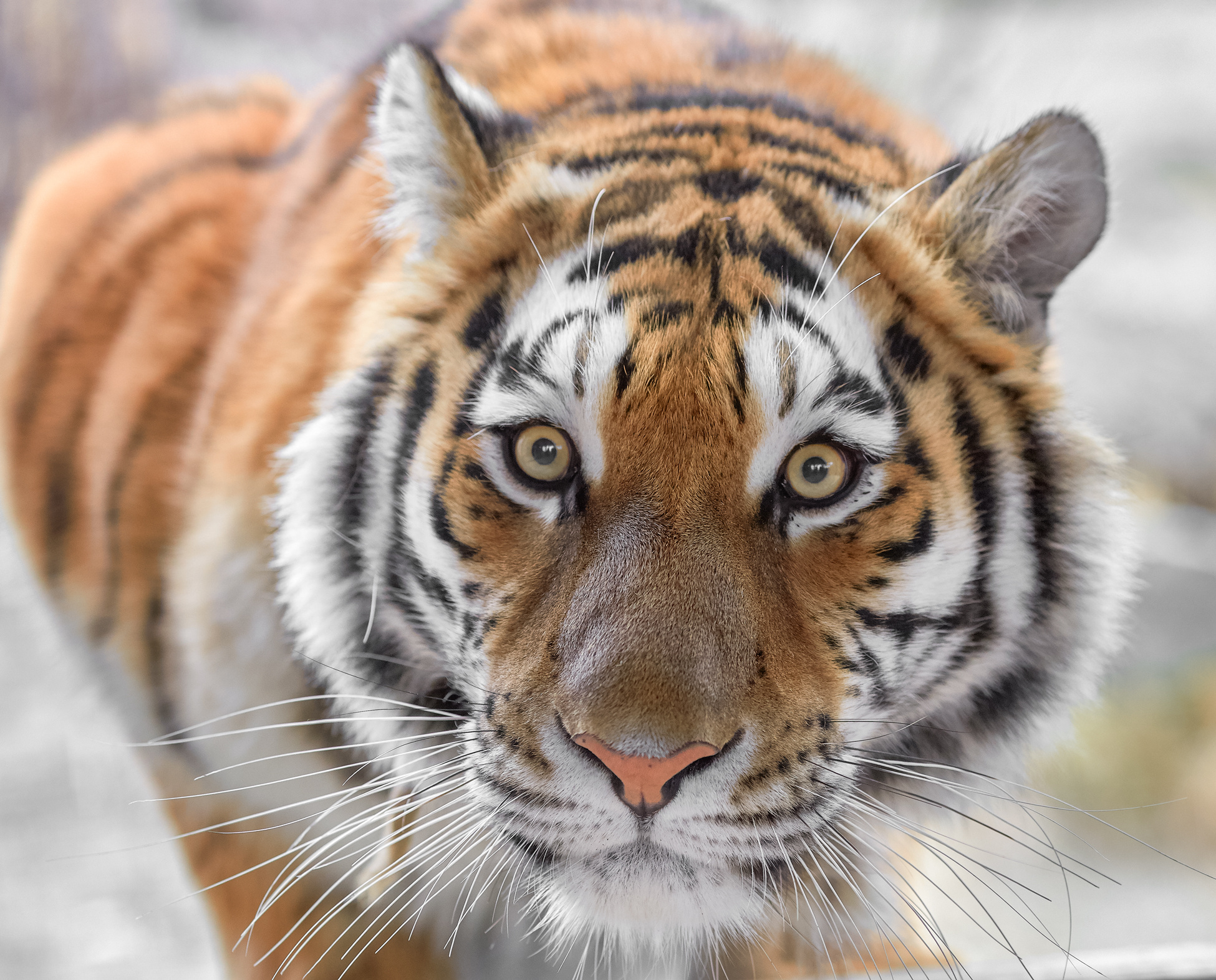 Внеочередной учёт показал, что популяция амурских тигров стабильна. Фото: Олег Богданов