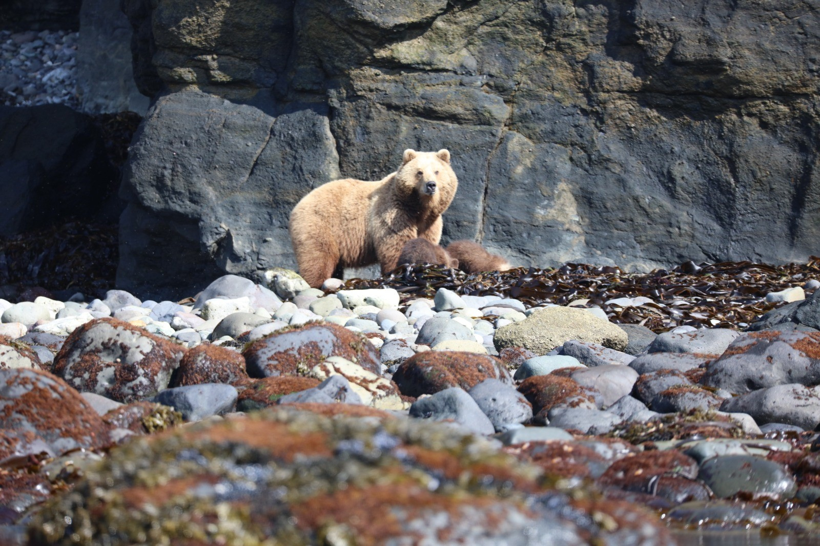 Медведица с медвежатами едят морскую капусту. Фото: Камчатское краевое отделение РГО/В.Н.Бурканов