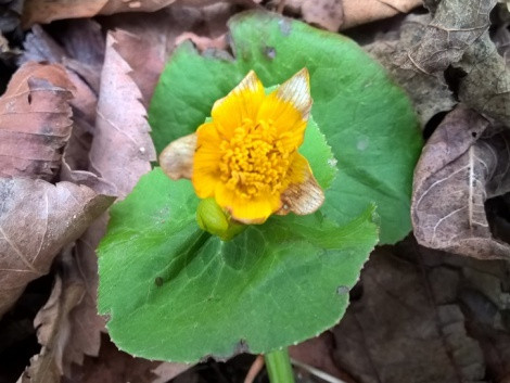 Marigold in November. Photo by Victor Storozhuk