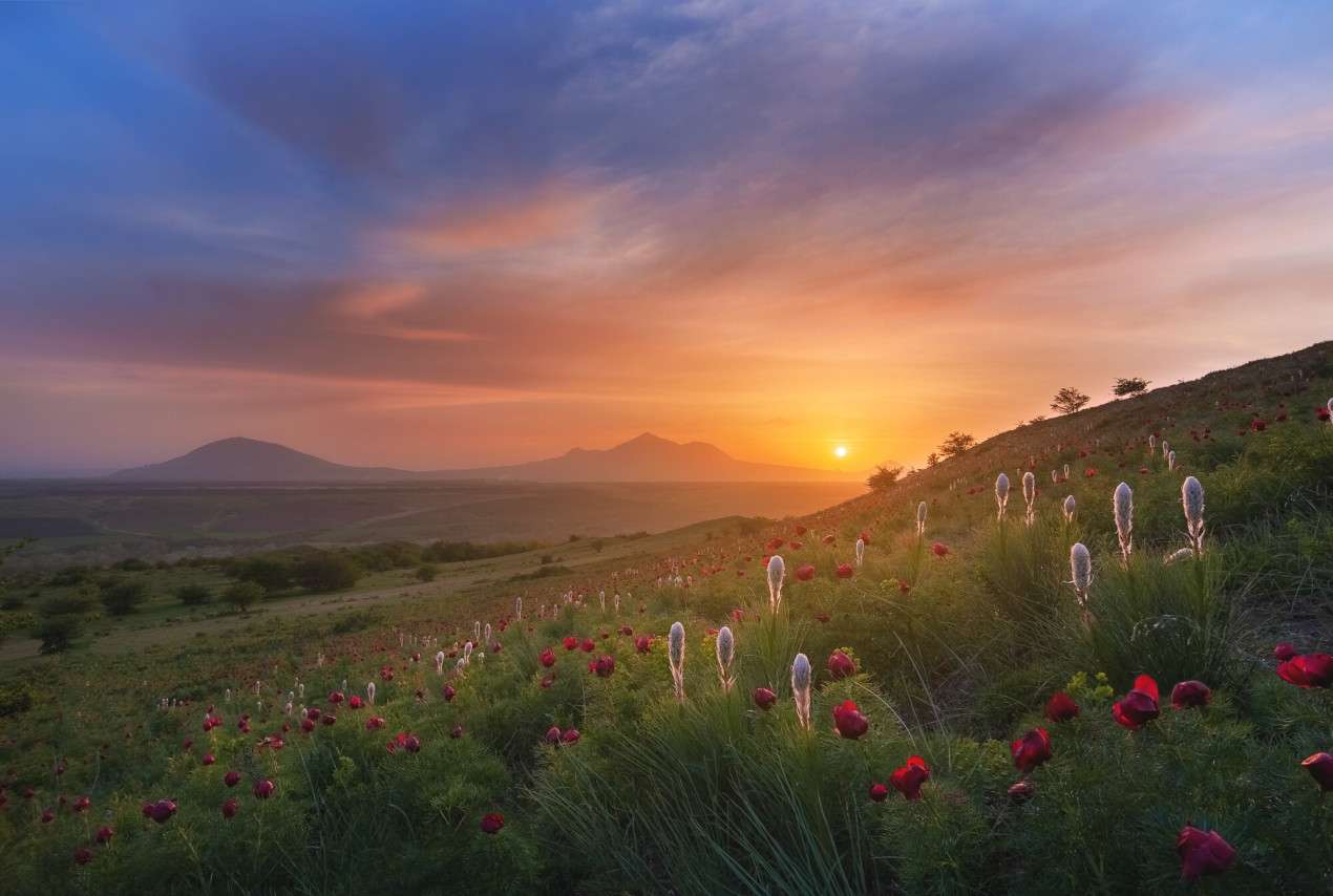 Дикие пионы на фоне гор-лакколитов Ставрополья. Фото: Евгений Триско, участник конкурса РГО «Самая красивая страна»