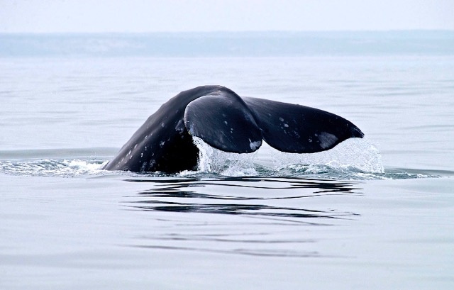 Серый кит, Халактырский пляж, восточная Камчатка, 2005 г. Фото: Александр Бурдин