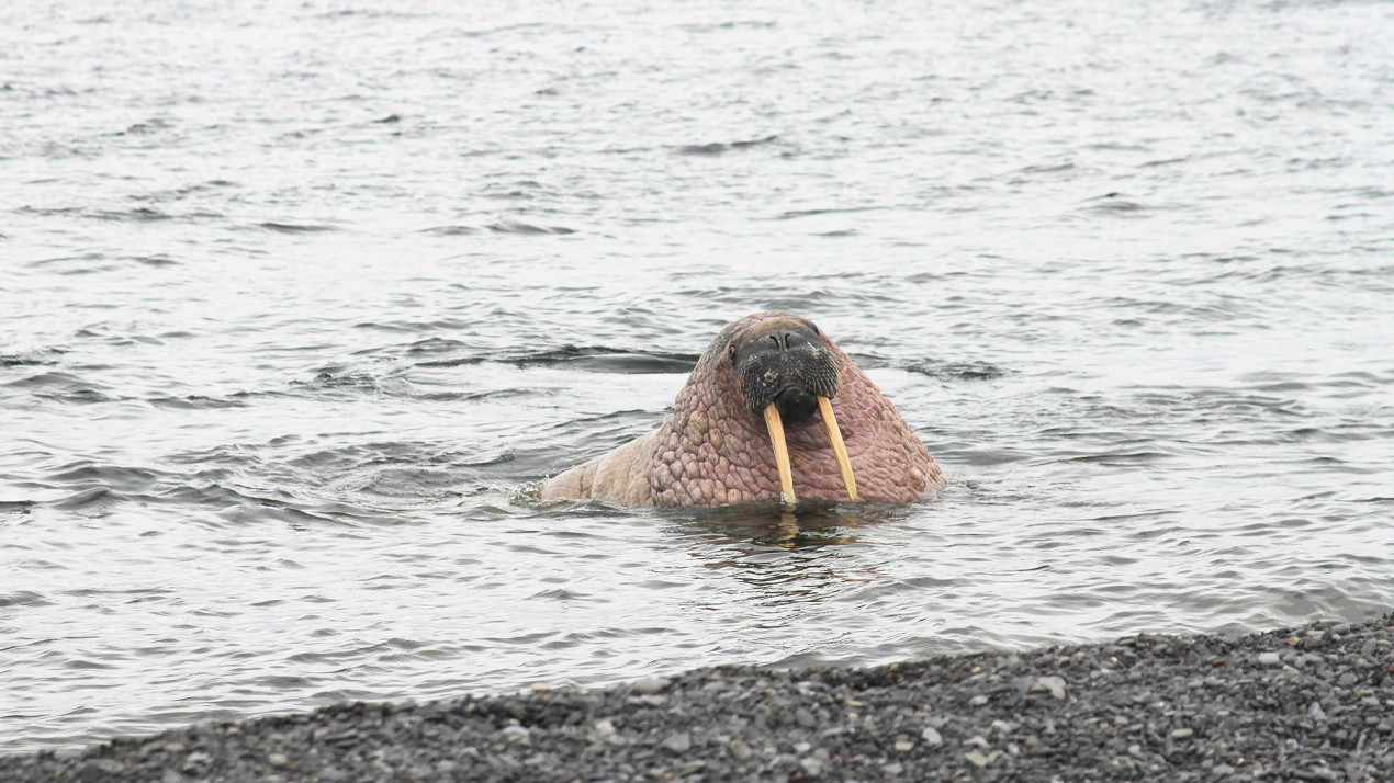 Atlantic walrus. Photo: Daria Sosina, participant of the contest 