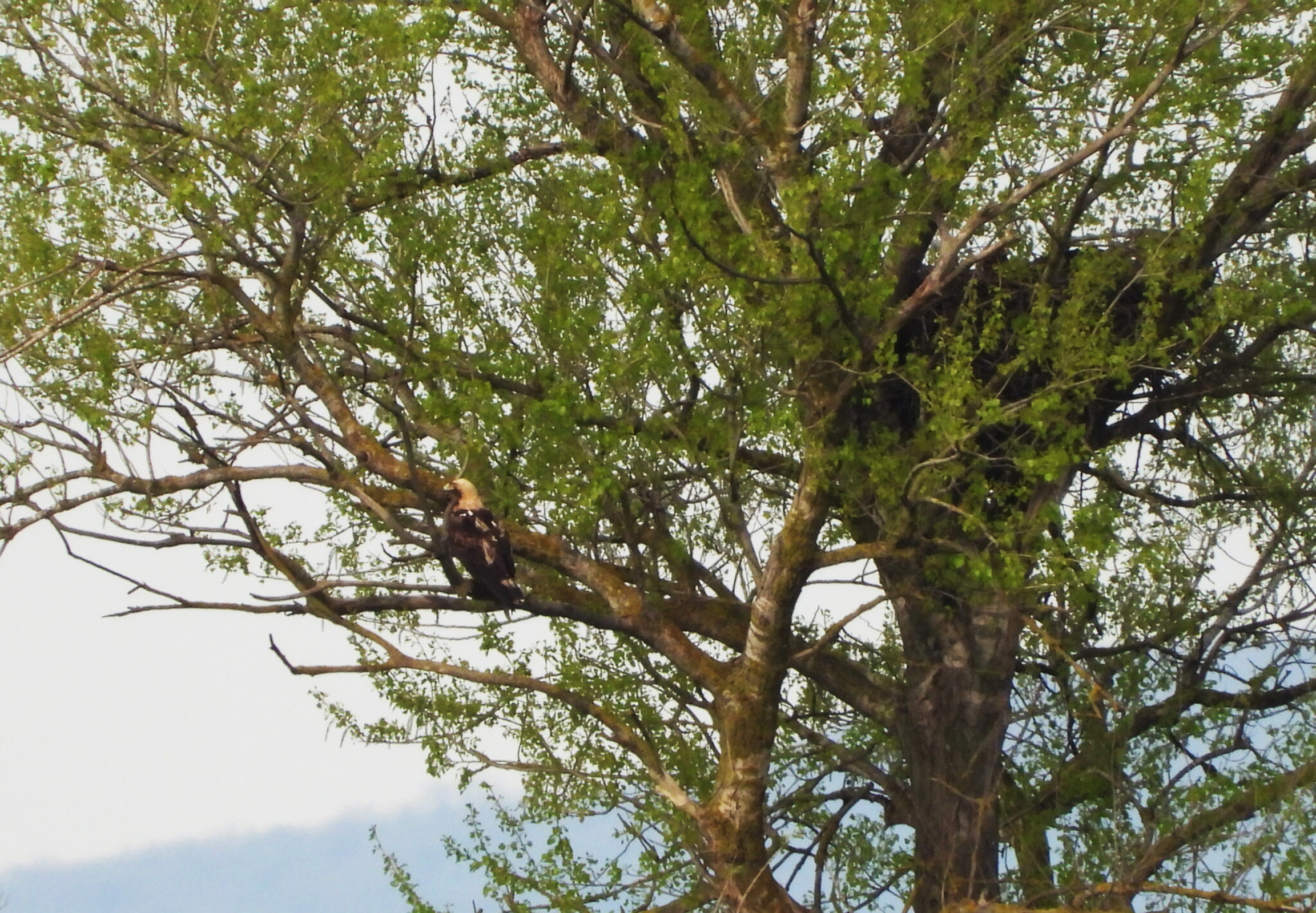 Самец сторожит гнездо с самкой, насиживающей потомство. Фото предоставлено Дагестанским заповедником