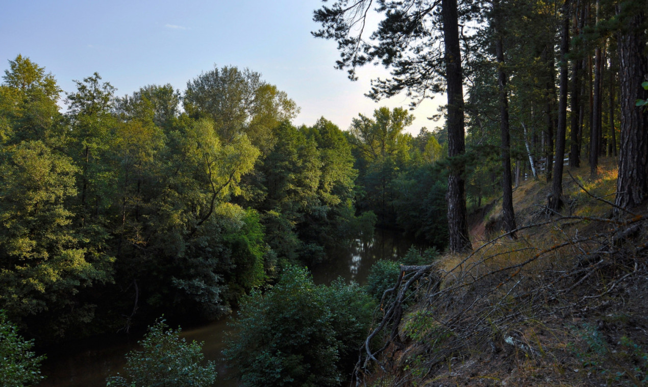 Бузулукский бор. Фото: Александр Григоренко, участник конкурса РГО «Самая красивая страна»