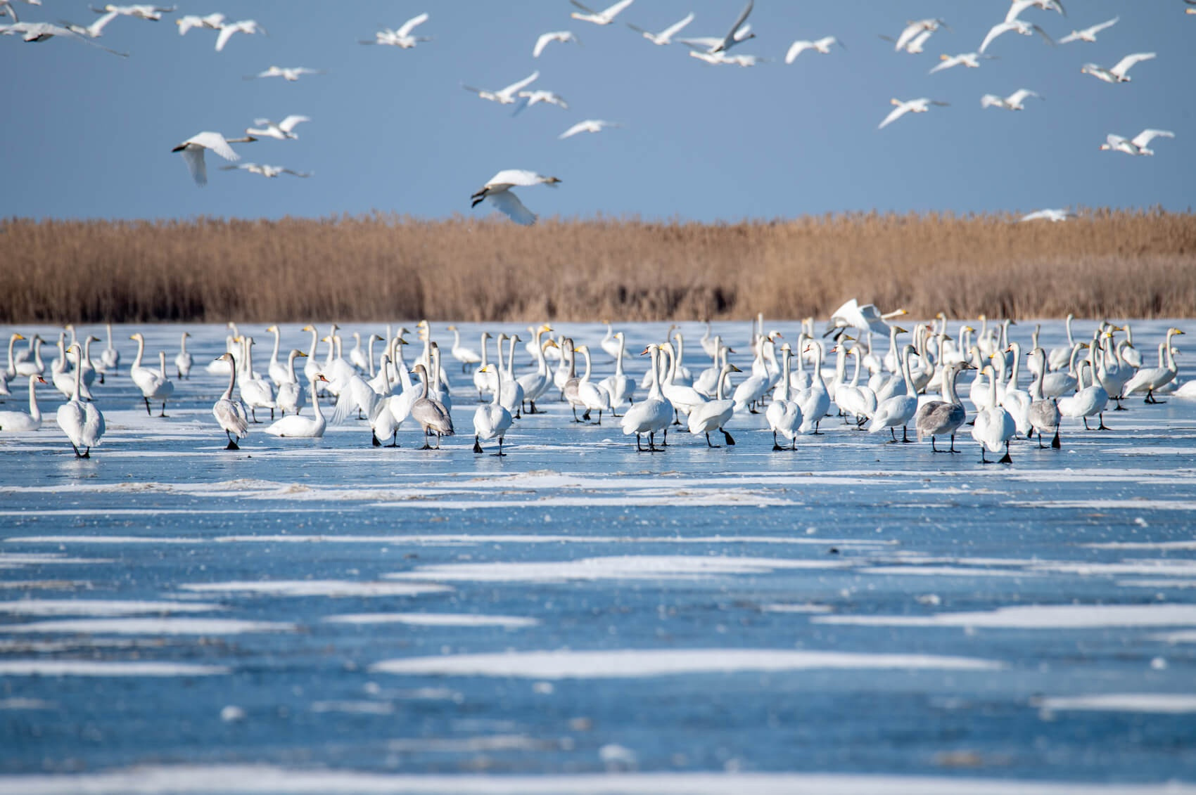 Лебеди на льду. Фото: Астраханский биосферный заповедник