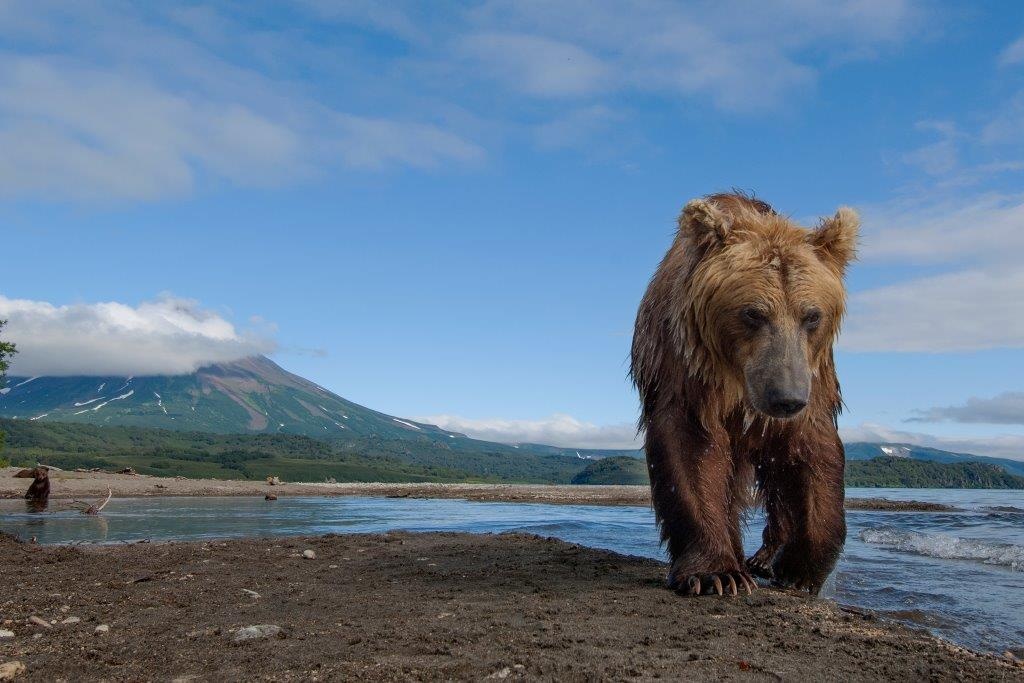 Медведь на Камчатке. Фото: Сергей Горшков