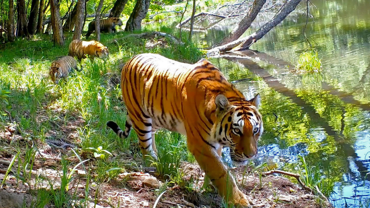 India accounts for more than 70% of the global tiger population. Photo: Viktor Storozhuk, participant of the RGS’s contest 