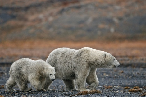 Photo by Sergey Gorshkov