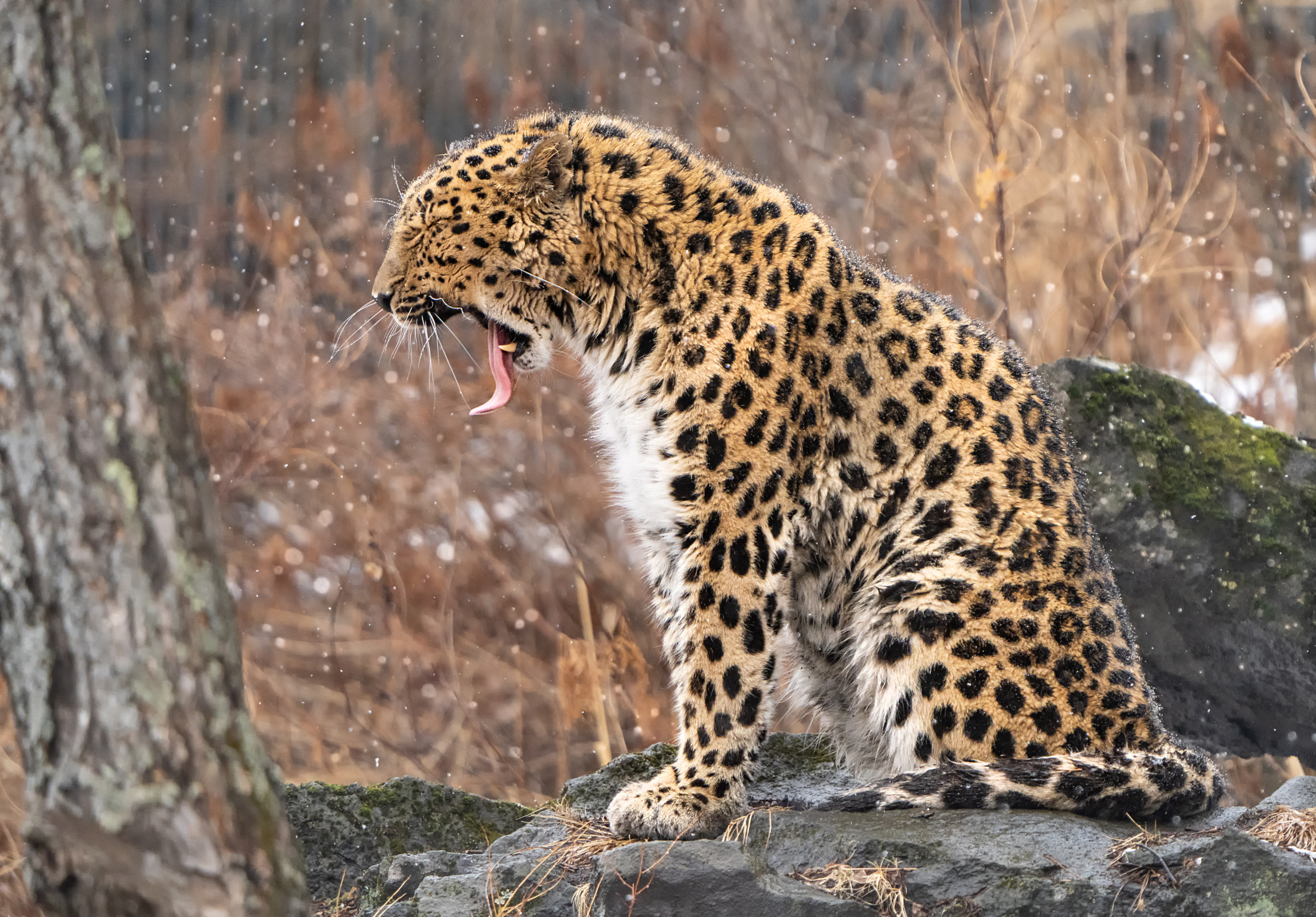 Дальневосточный леопард на своей земле. Фото: Ольга Мусиенко, участница конкурса РГО 