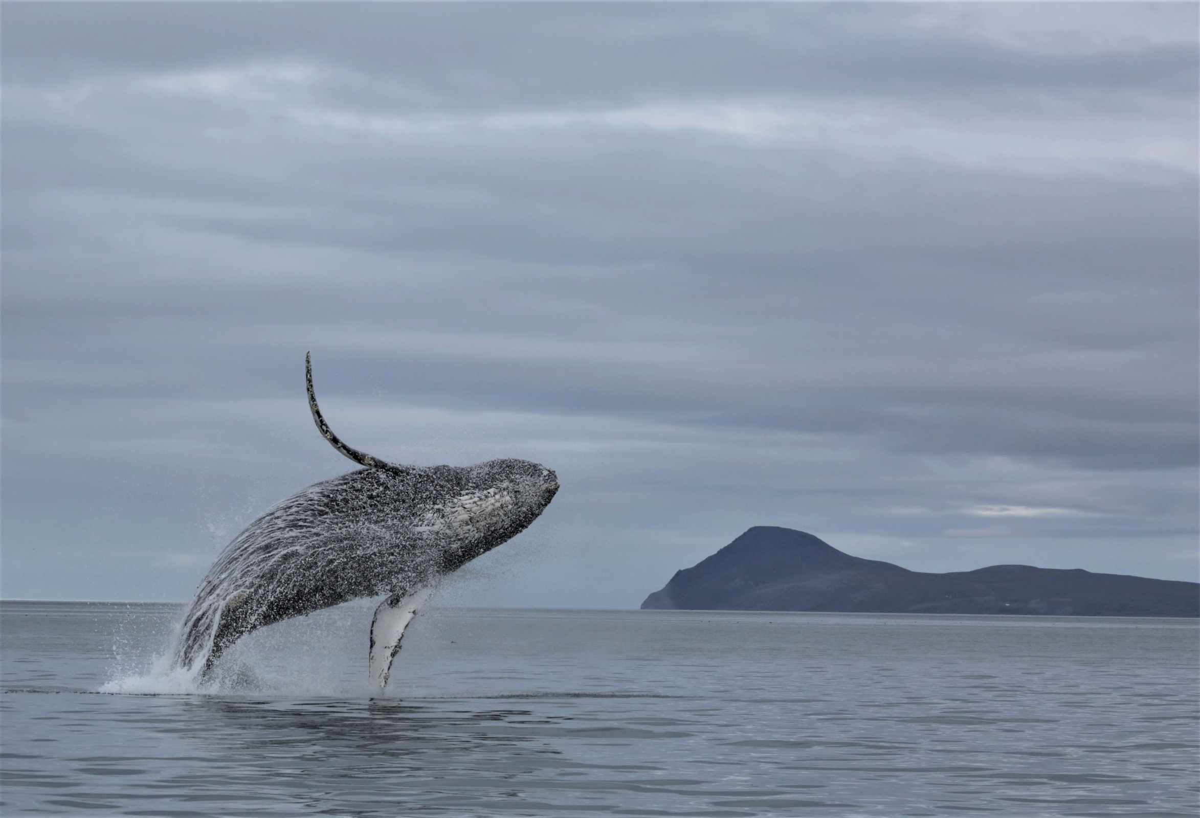 Акватория идеально подходит, чтобы наблюдать за китами. Многие занесены в Красную книгу, например, горбатый. Фото: Ольга Титова / Нацпарк 