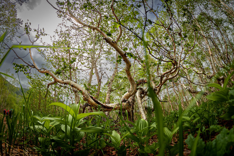 Танцующий лес в районе горного массива Вачкажец. Фото: Ксения Попова, участница конкурса РГО "Самая красивая страна"