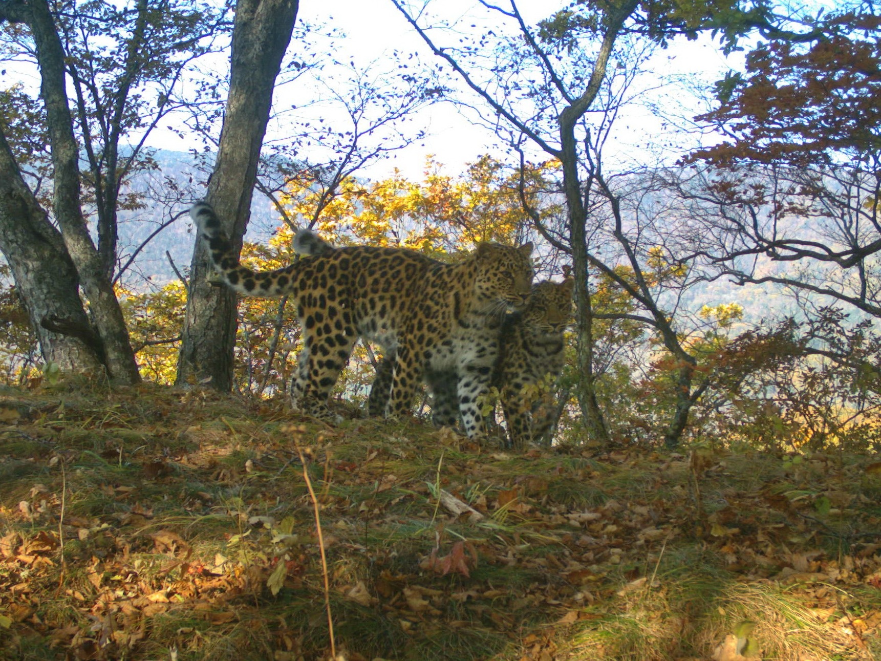 Леопардесса Борте с котёнком. Фото предоставлено ФГБУ