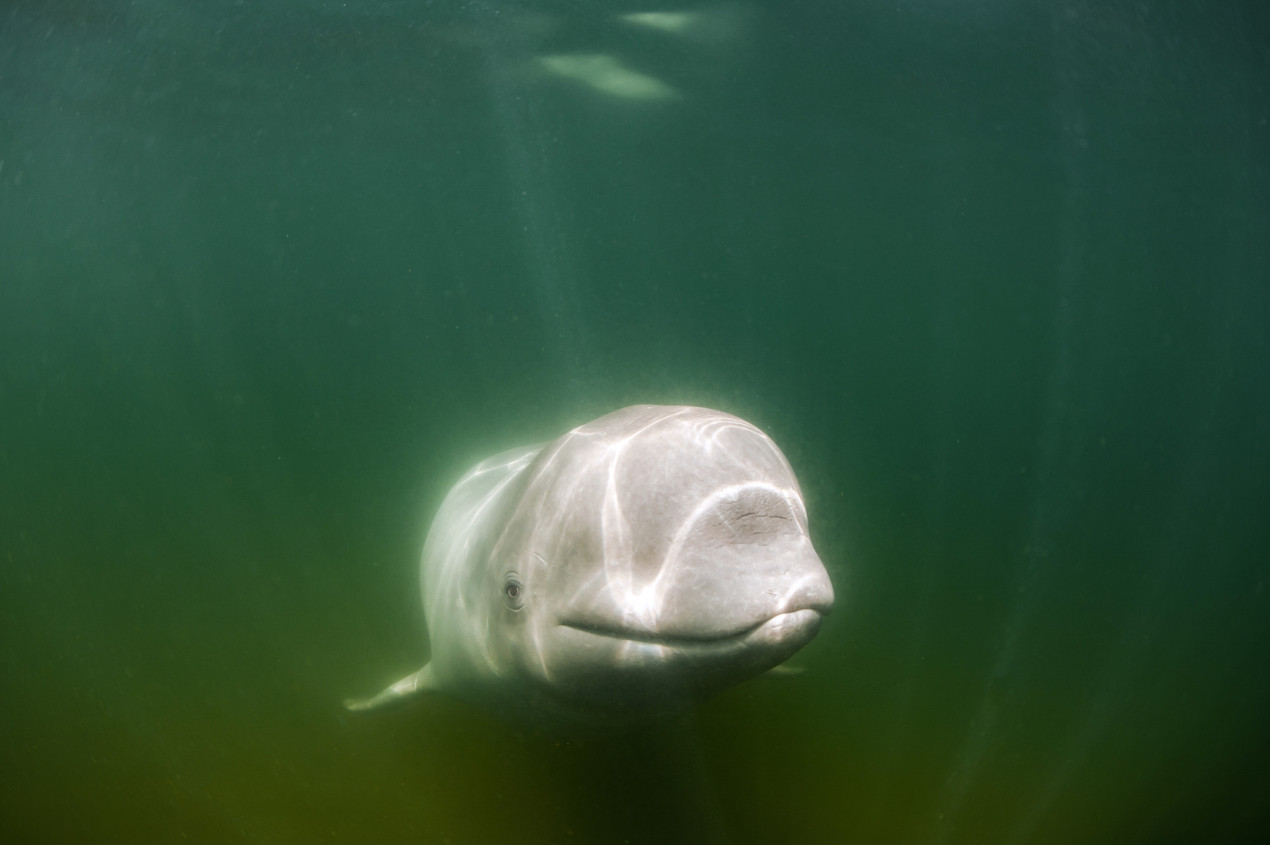 Загадочная улыбка белухи. Фото: Юрий Смитюк, участник конкурса РГО 