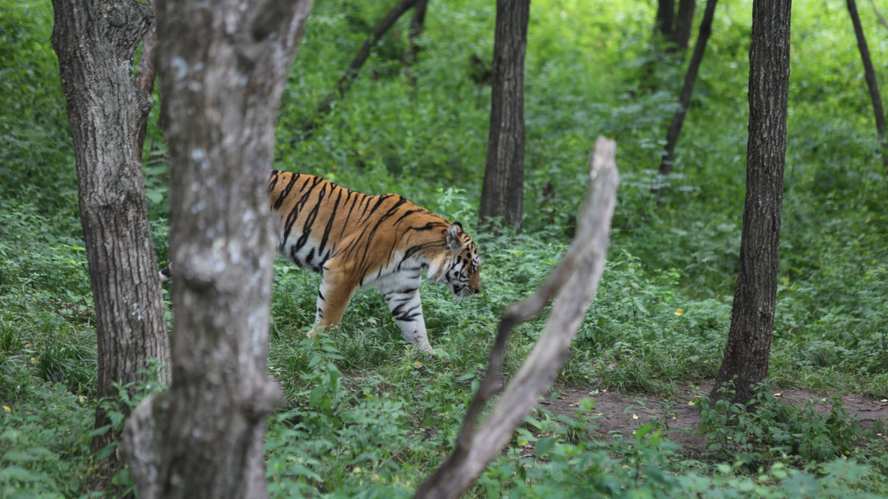 Every tiger needs a large and safe habitat. Photo: Artemy Zakharov, participant of the RGS’s contest 