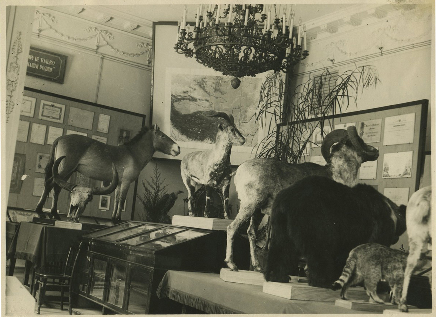 Фотографии выставки материалов экспедиции Н.М.Пржевальского позже в 1939 г. Фото: Научный архив РГО