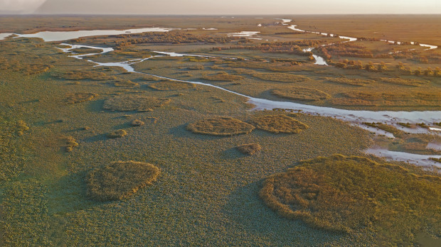 Леса в дельте Волги. Фото: Андрей Белавин, участник конкурса РГО «Самая красивая страна»