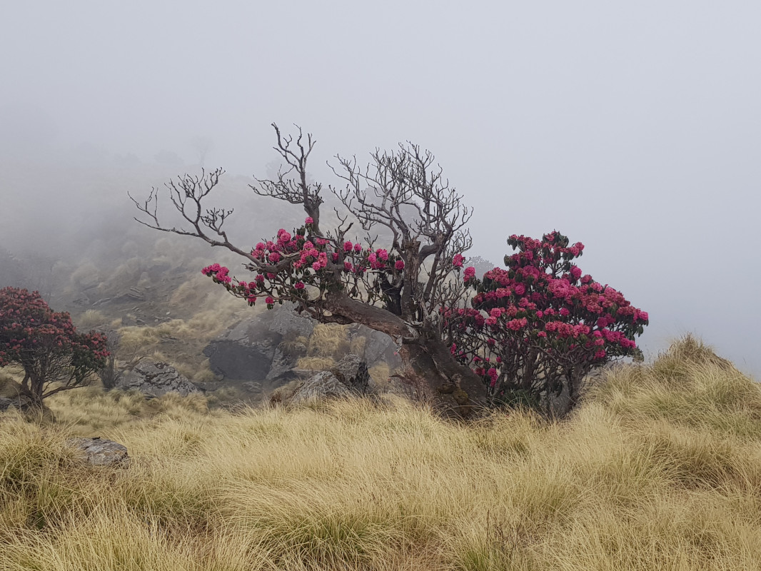 Фото предоставлено Комиссией биогеографии Санкт-Петербургского отделения РГО