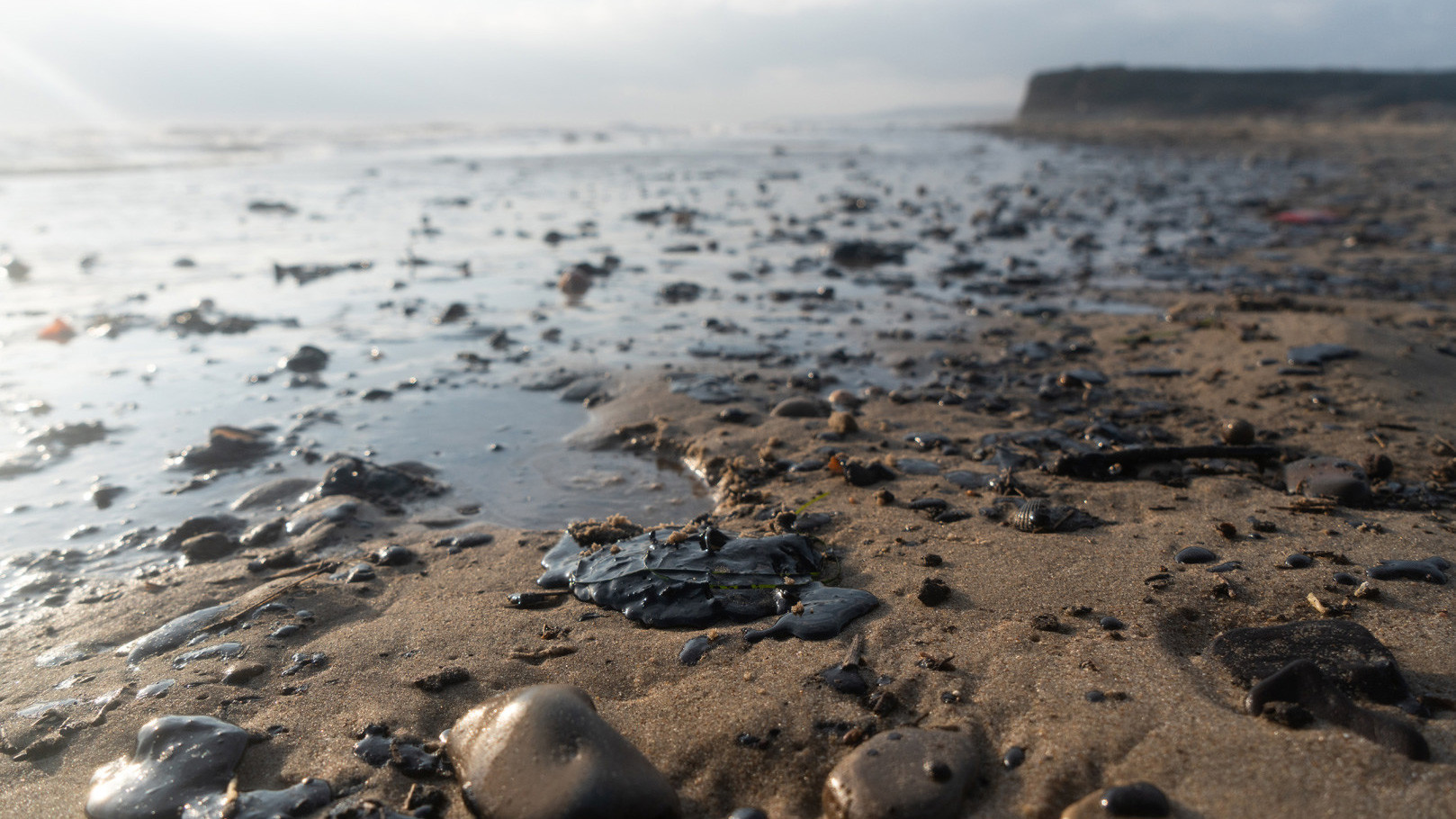 Экологическая катастрофа на Черном море. Фото: Анна Юргенсон / пресс-служба РГО