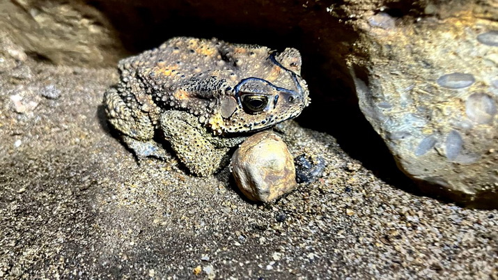 В пещере Сиджу обнаружены лягушки и жабы. Виды известные, но тем не менее довольно редкие. Фото: Леонид Круглов