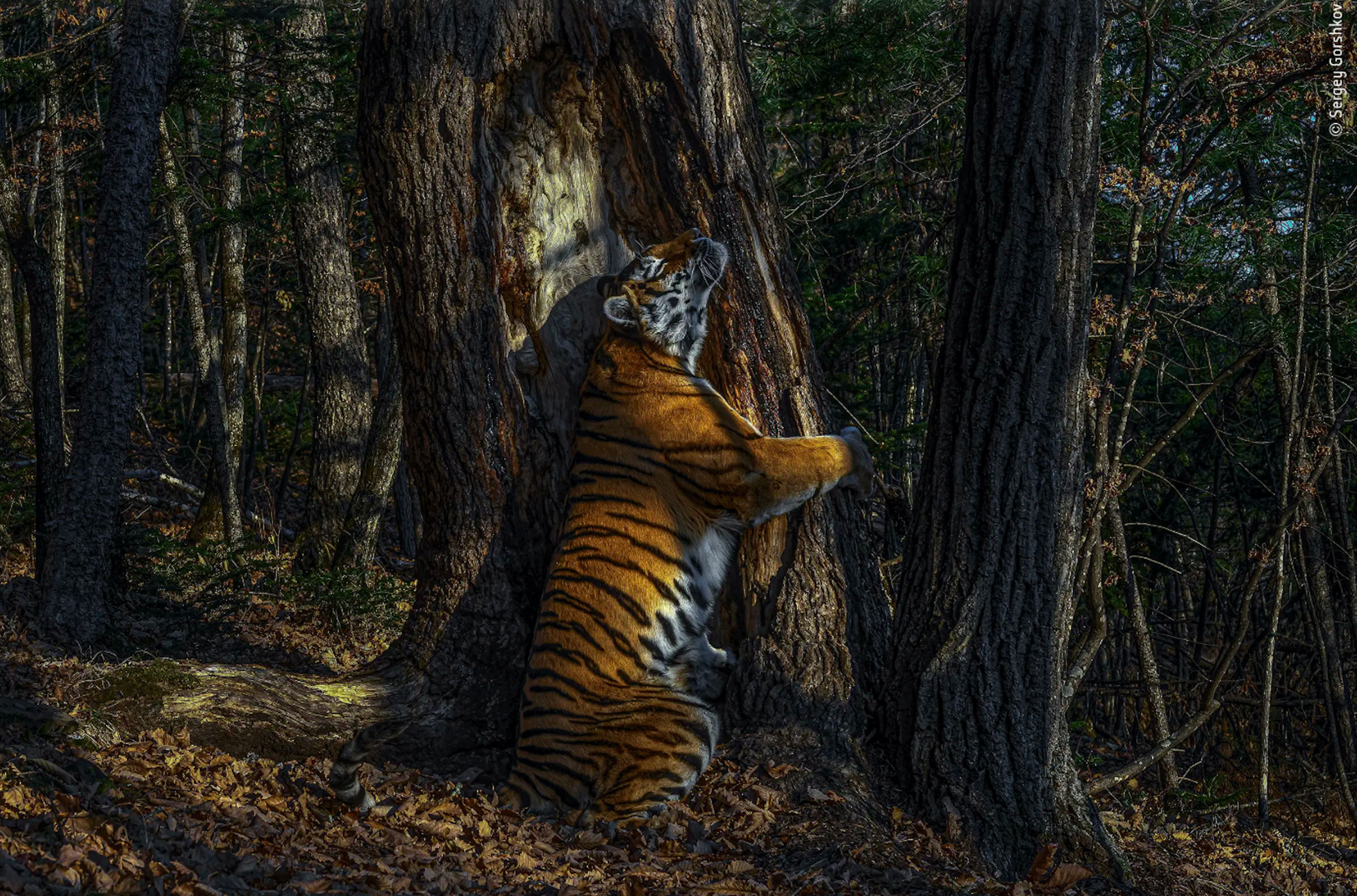 Амурский тигр. Фото: Wildlife Photographer of the Year 2020 / Sergey Gorshkov