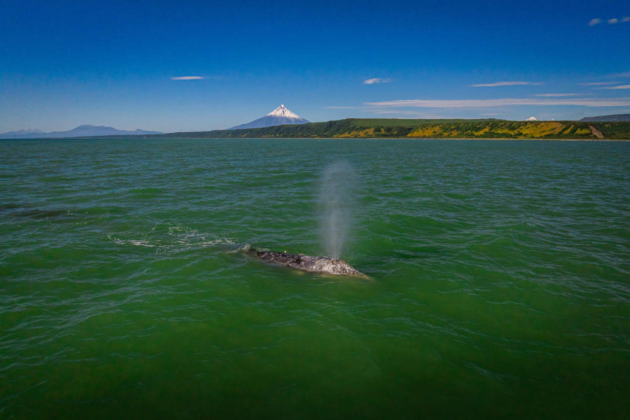 Фонтан кита в бухте Ольга. Фото: Илья Труханов, участник конкурса РГО 