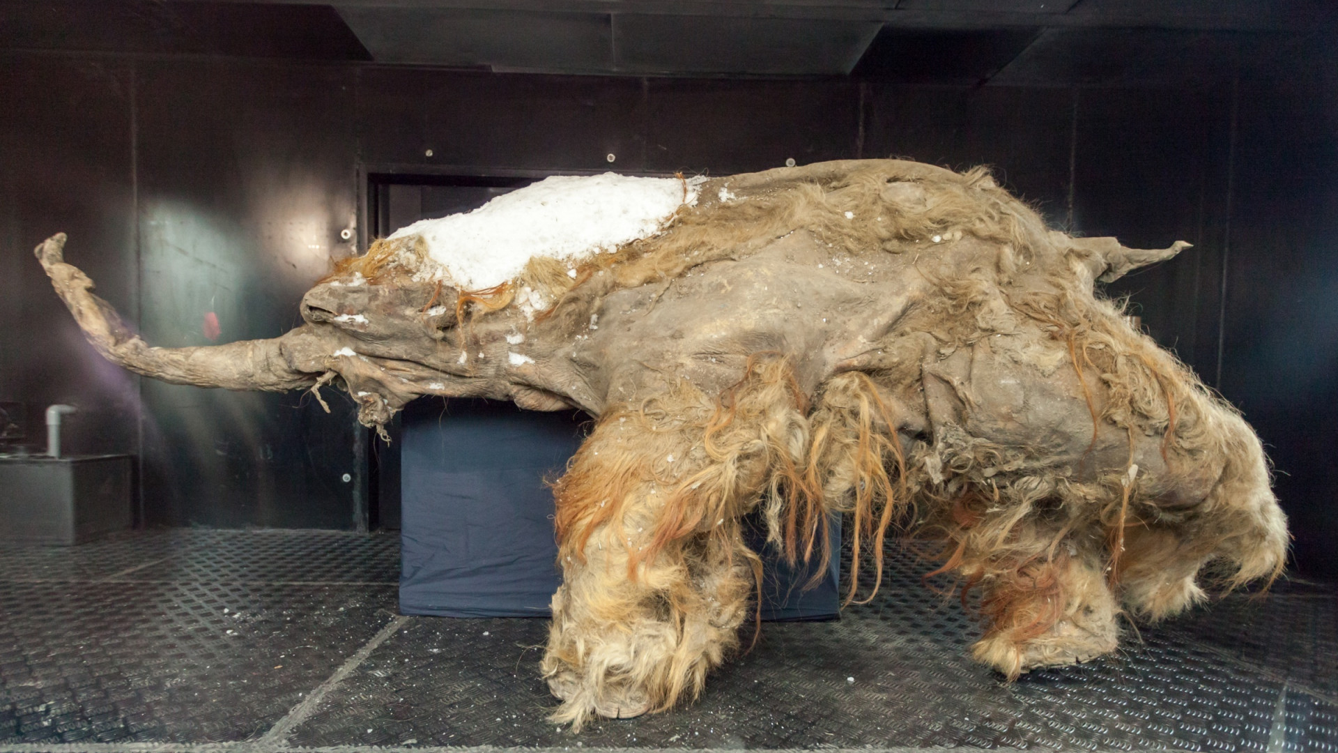 Baby mammoth Yuka